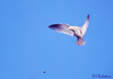 Larus glaucescens